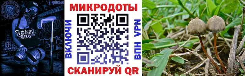 blacksprut онион Каргополь Псилоцибиновые грибы прущие грибы